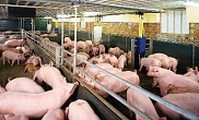 Nghành chăn nuôi lợn của Việt Nam sau 5 năm phát triển